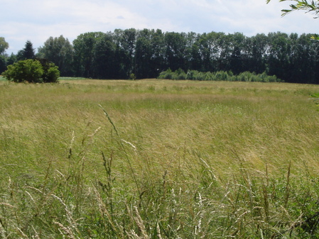 Ökokontofläche - Artenreiches Grünland in Ampermoching 2001