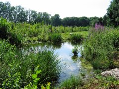 Grossansicht in neuem Fenster: Ausgleichsfläche an der Würm (3)