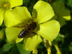 Biene Blühflächen