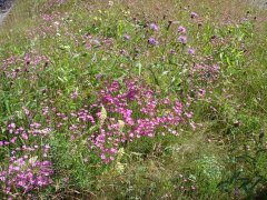 Hochstraße Verkehrsinsel Hochstraße Verkehrsinsel