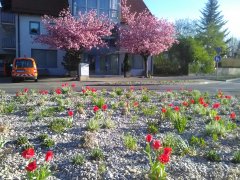 Allacher Kreisel 16.04.20 Allacher Kreisel 16.04.20