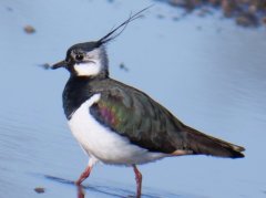 Der Kiebitz kehrt zurück ins Dachauer Land