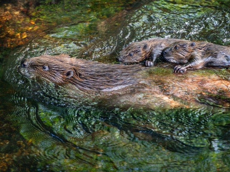 Biberberater gesucht: Gemeinsam Konflikte lösen – im Dienst von Mensch und Natur