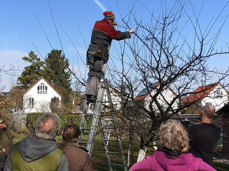 Scharfe Scheren, reiche Ernte: Fachwissen an der Astgabel